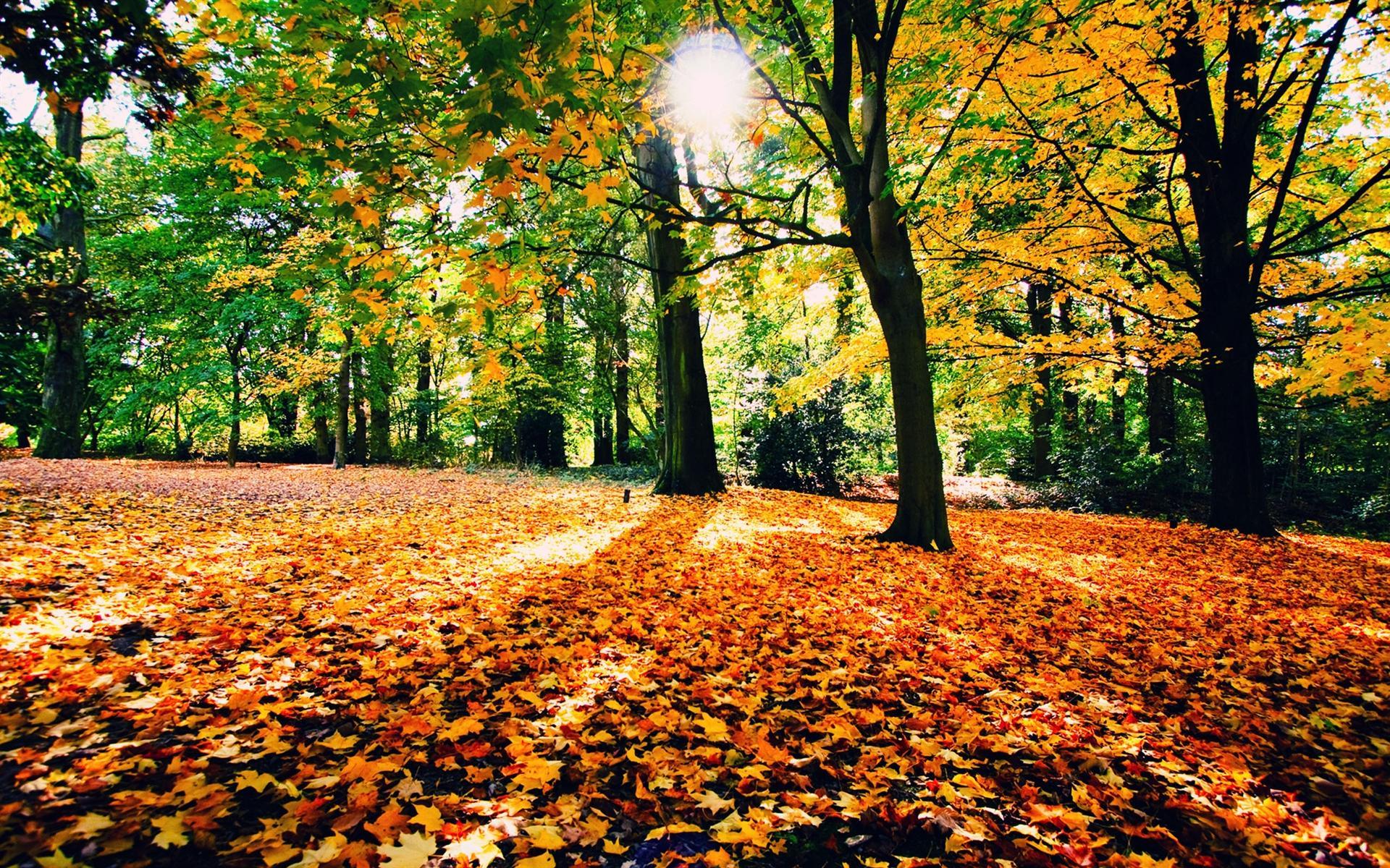 1920x1200 hd wallpaper forest sunrise .hddesktopwallpaper.in
