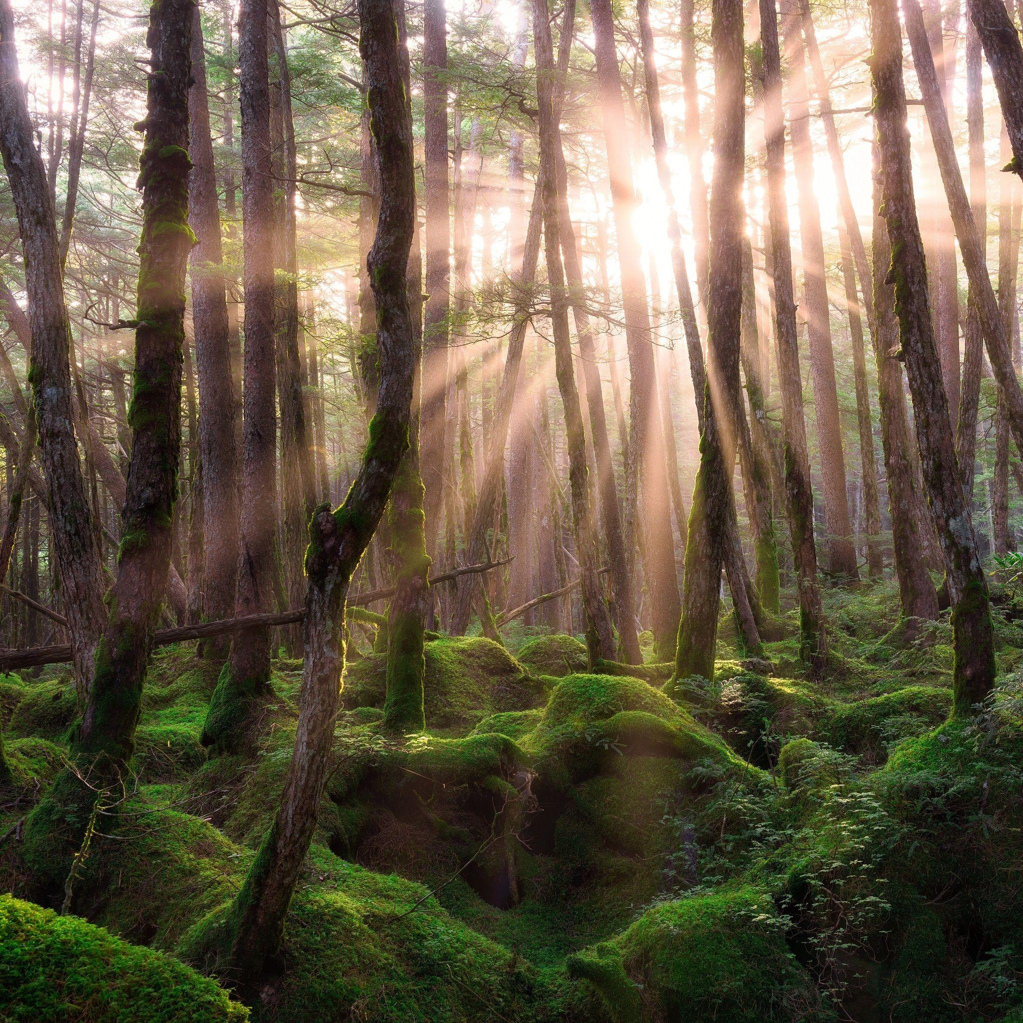 2048x2048 Pine Forest Sunrise to see more .com