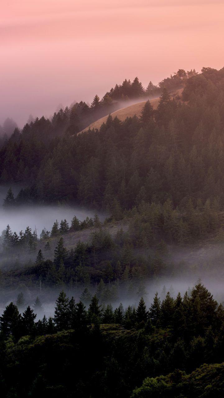 720x1280 Mist, fog, tree, dawn, forest .