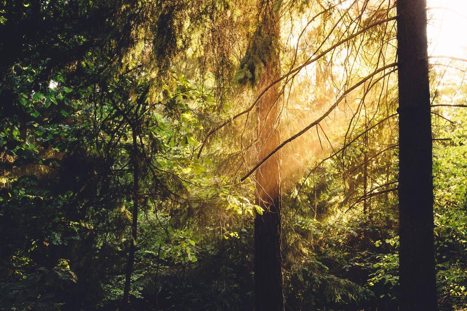 1600x1066 Trees Sunset Forest Sunrise Sun Wood .