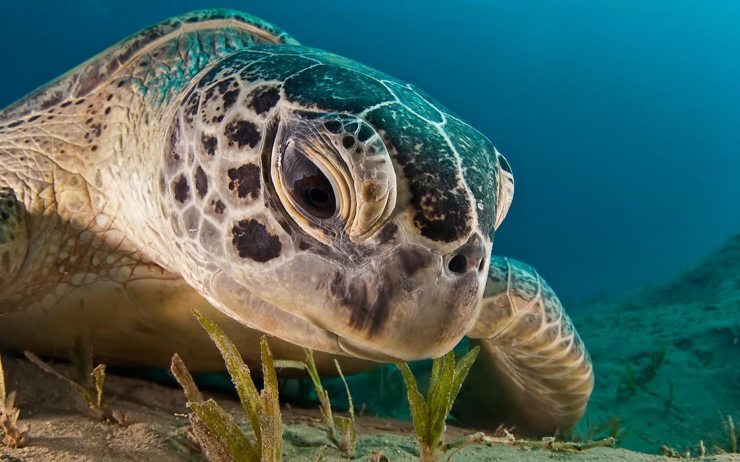 1440x900 Beautiful Underwater Photo That'll .iso.