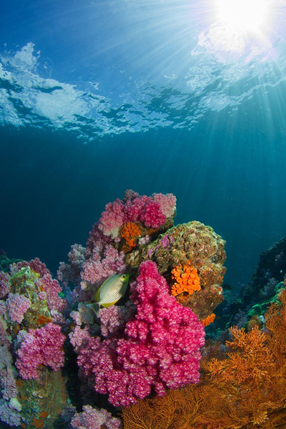 1000x1500 Underwater Photography Picture .com