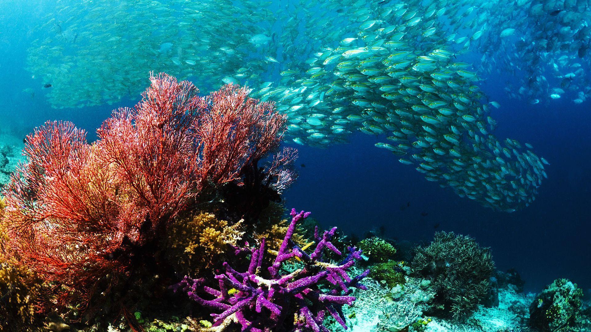 1920x1080 Underwater Ocean Photography HD .itl.cat