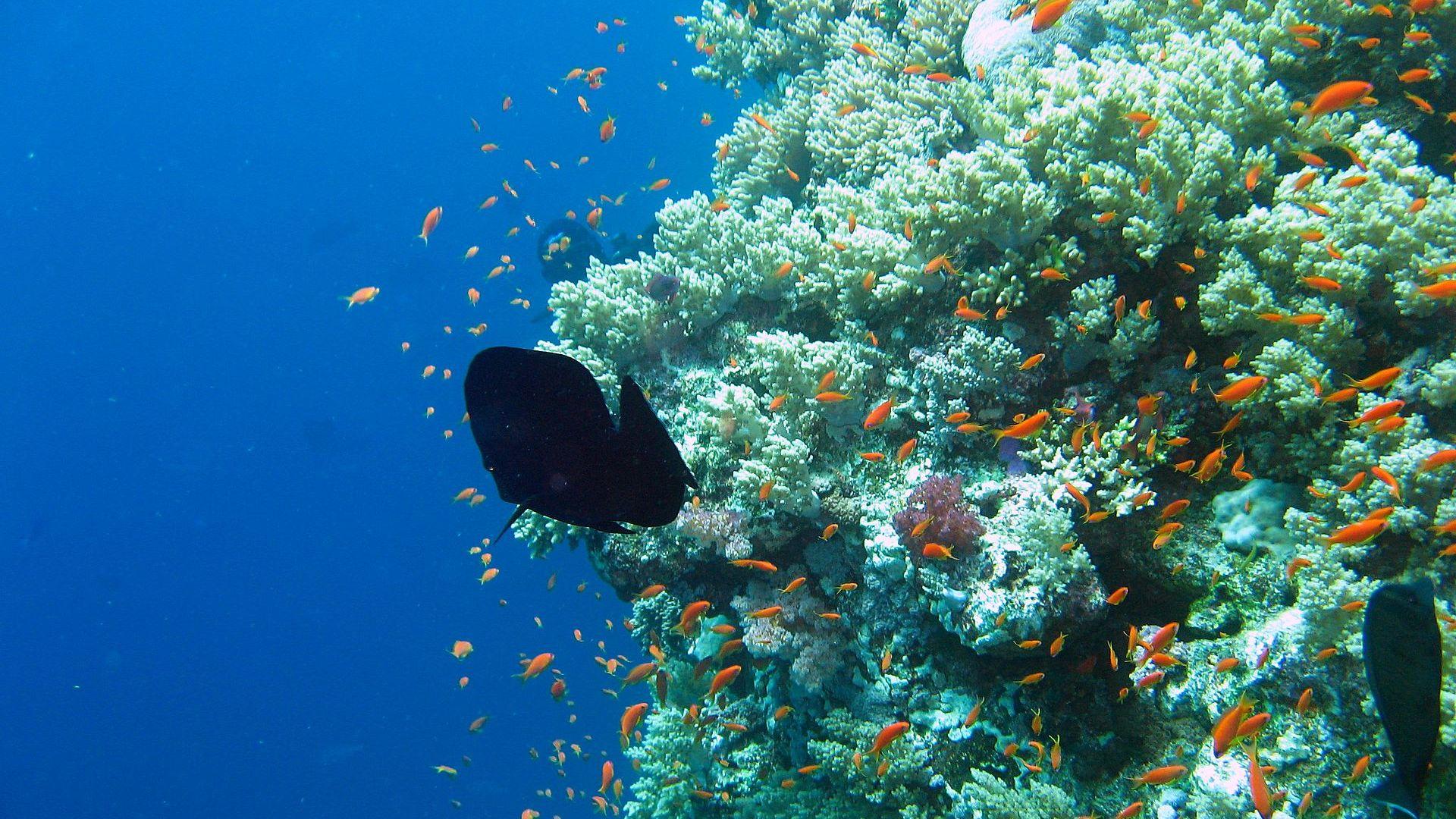 1920x1080 Ocean Wallpaper, Underwater Wallpaper .