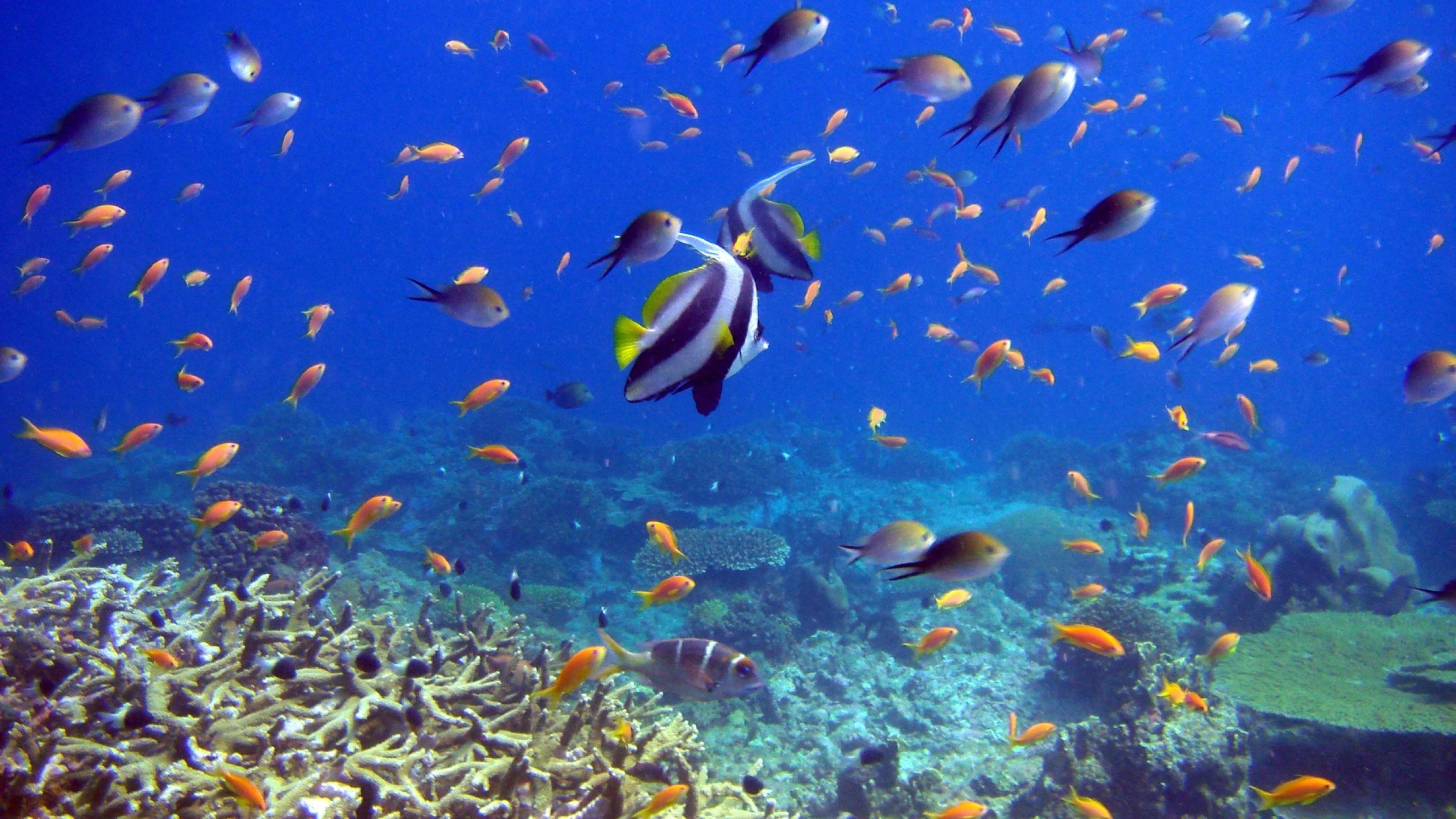 3840x2160 Underwater Desktop Wallpaper .