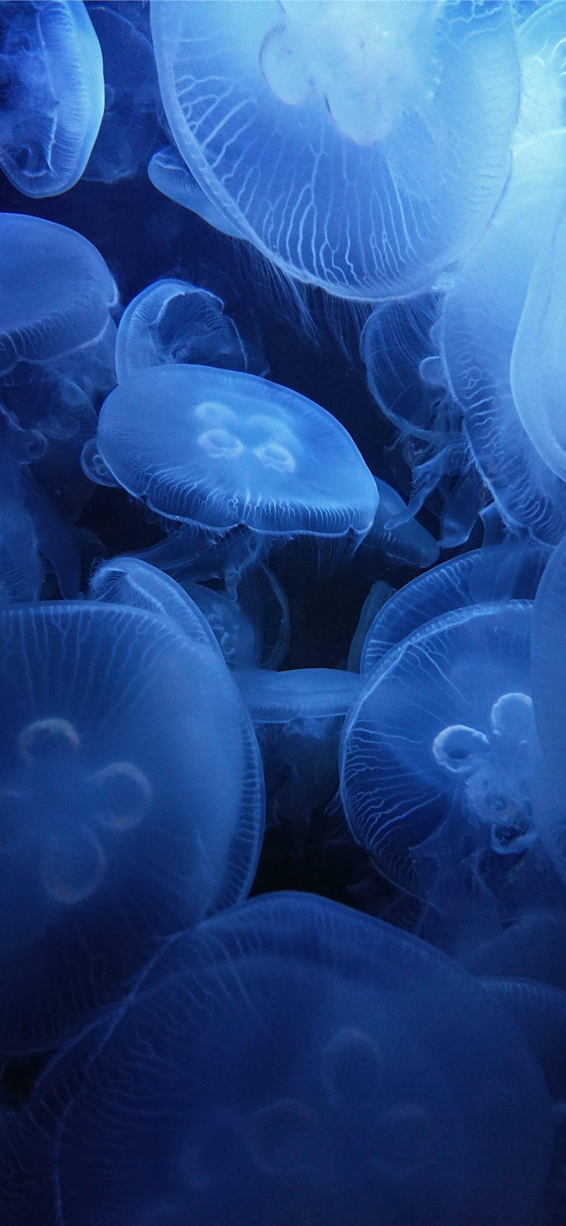 1125x2436 jellyfish iPhone 11 Wallpaper .