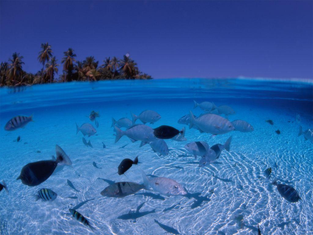 1024x768 Half Above Half Below Water .