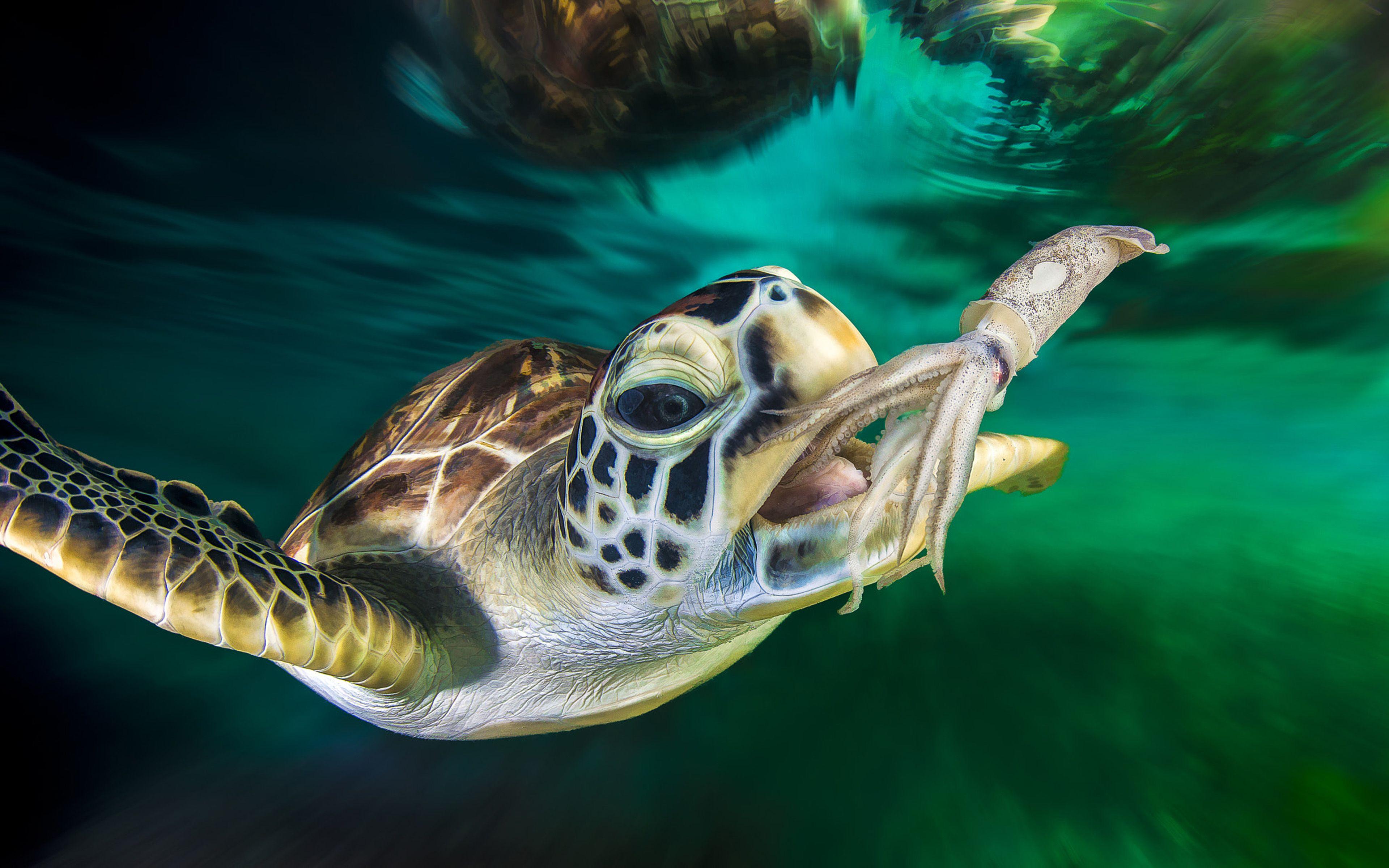 3840x2400 Green Sea Turtle And Squid Ocean .
