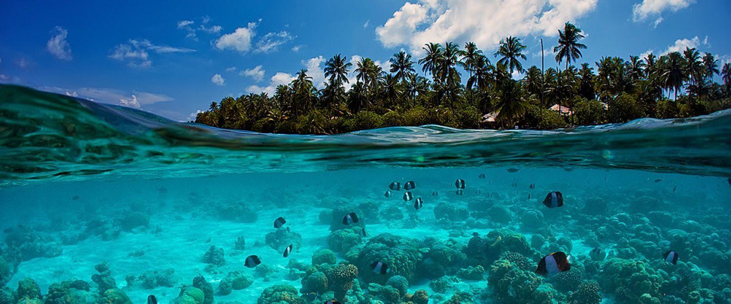 1440x600 Underwater photography ocean .