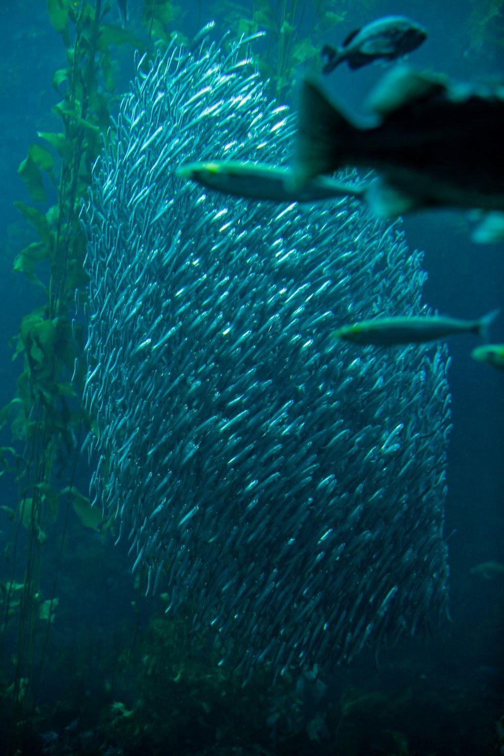 1000x1500 Half Underwater Photography Picture .com