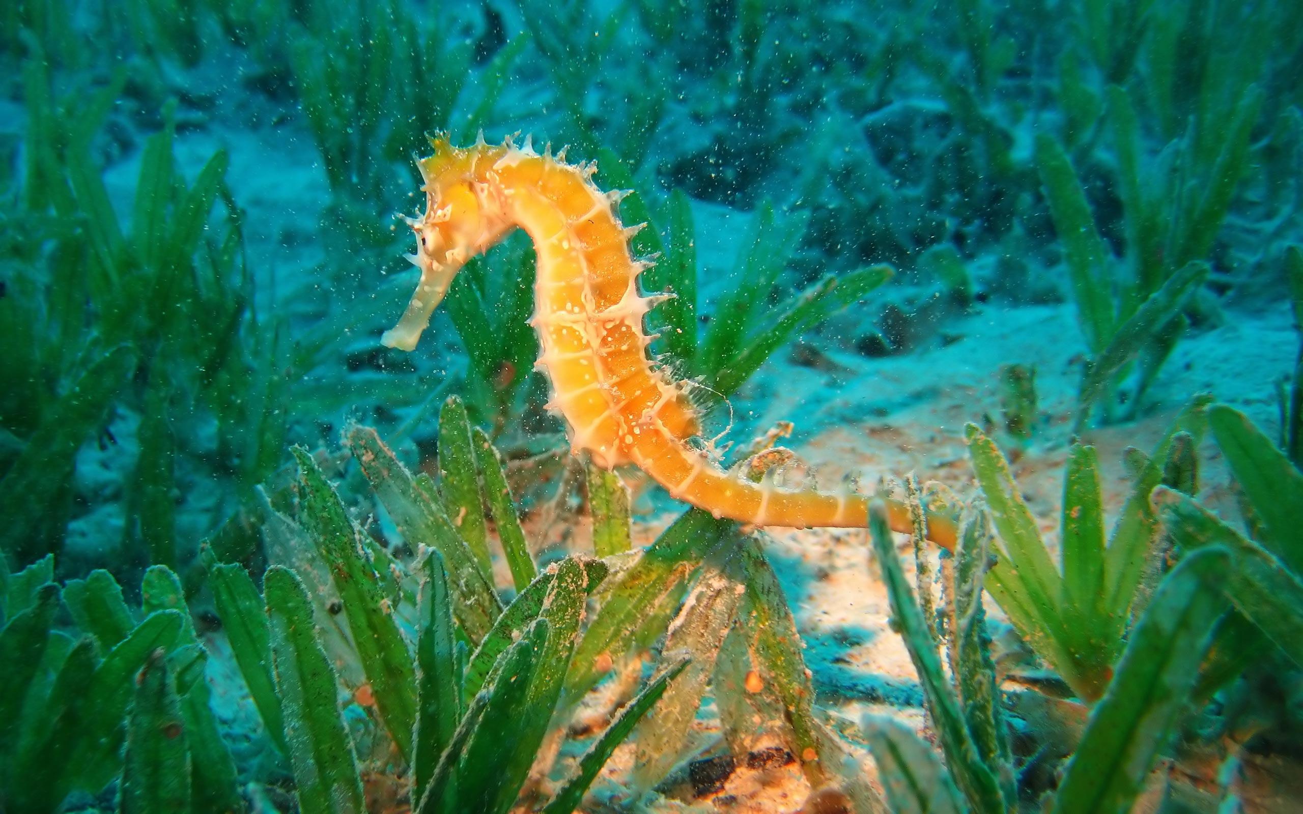 2560x1600 Underwater Photography Wallpaper .