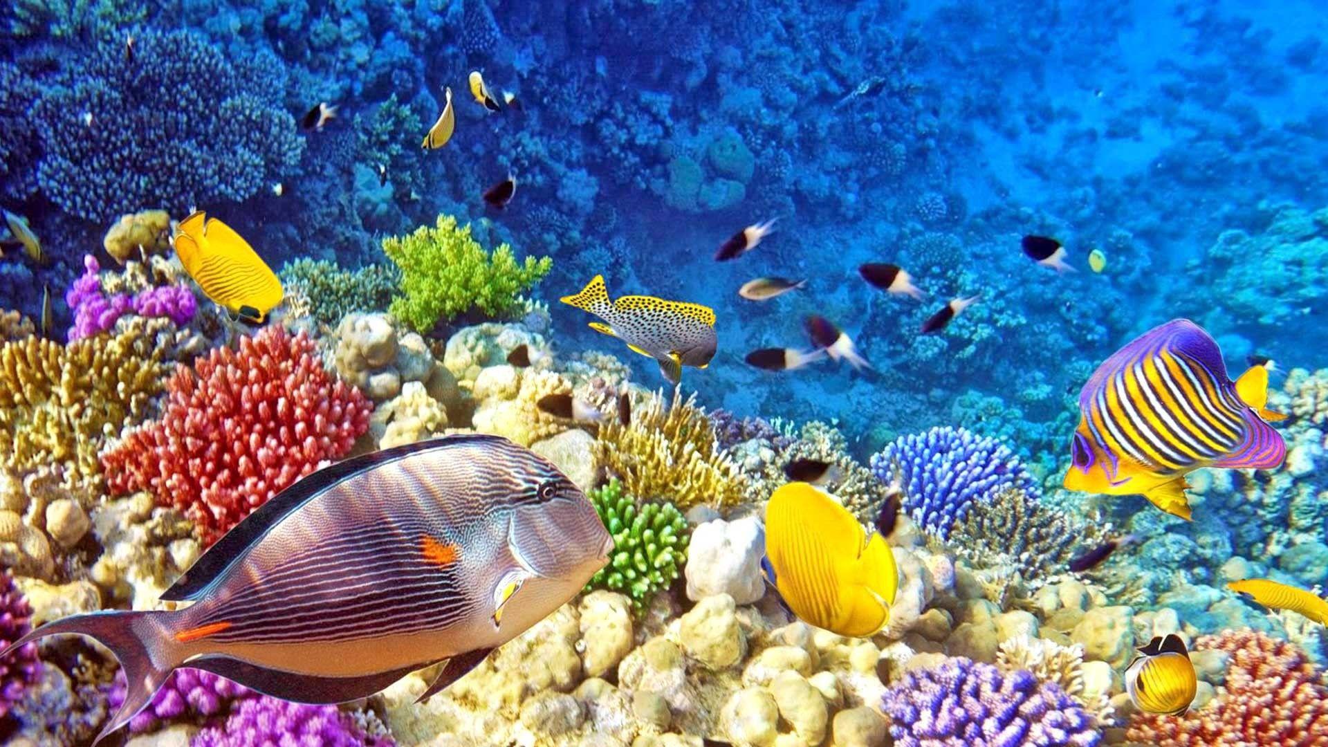 1920x1080 Raja Ampat Underwater Photo Tropical .