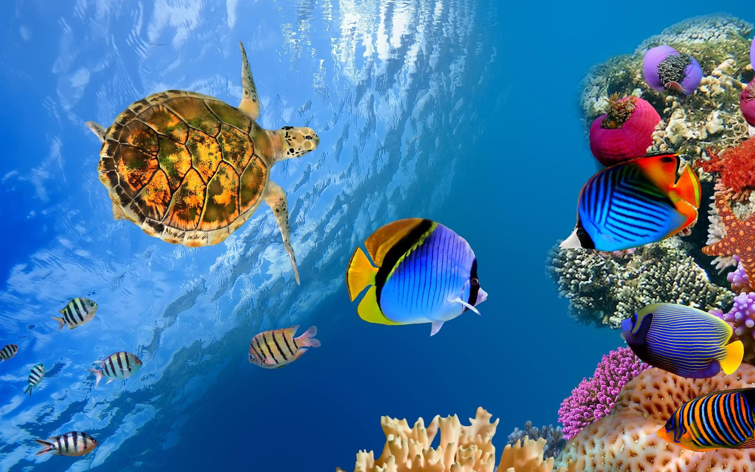 2560x1600 Underwater Ocean Landscape Animal .