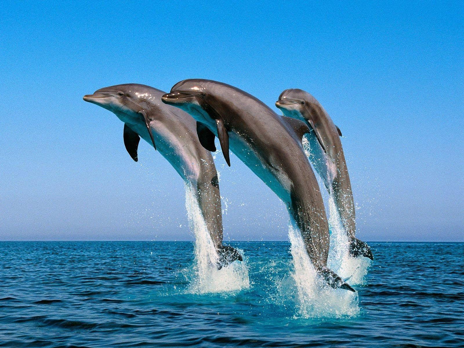 1600x1200 3D Animals