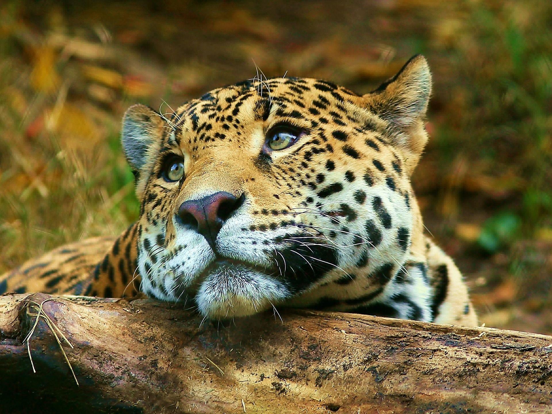 1920x1440 Amazing Animal Desktop Background .avante.biz