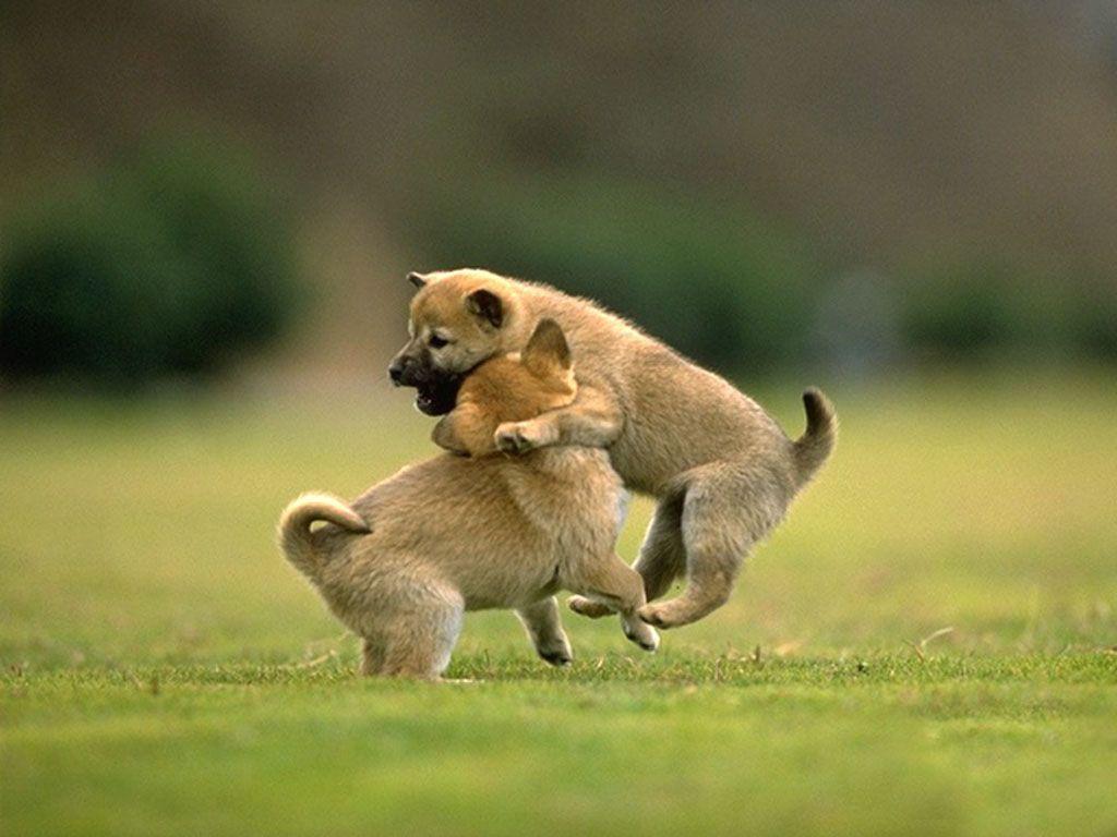 1024x768 Awesome Animal Wallpaper
