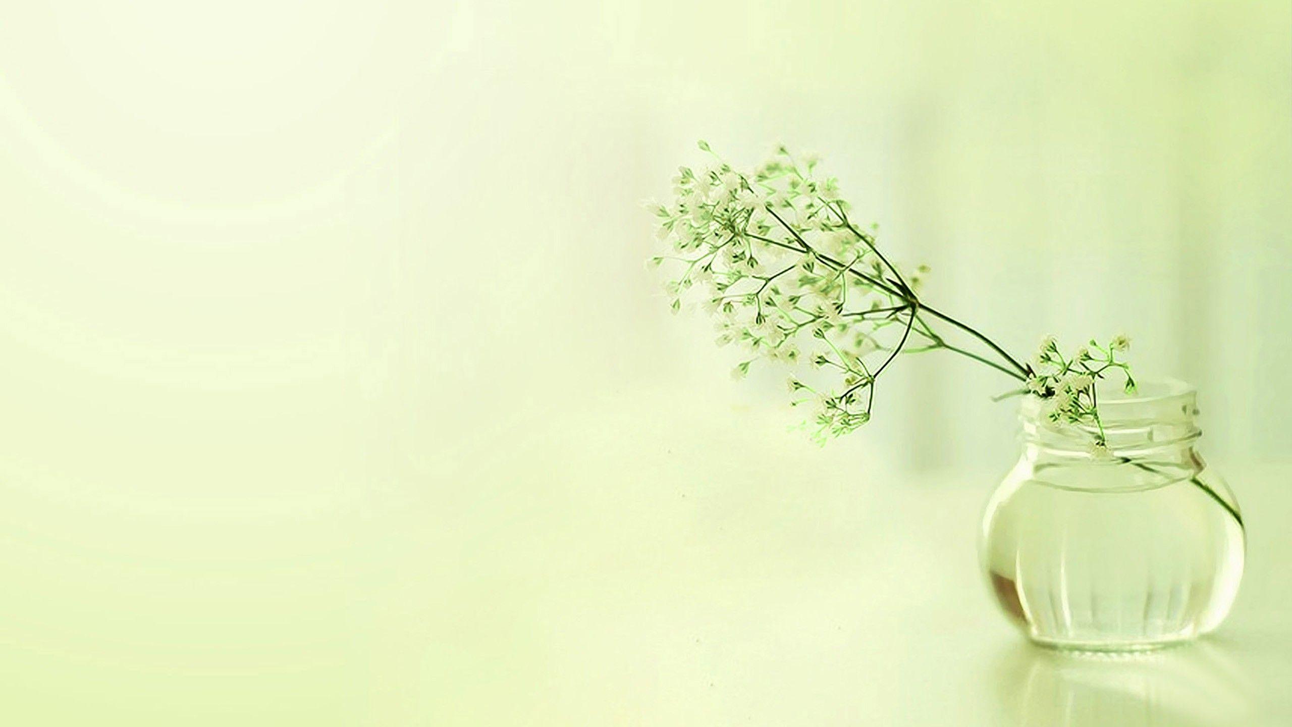 2560x1440 Abstract Flowers Fresh Elegant .