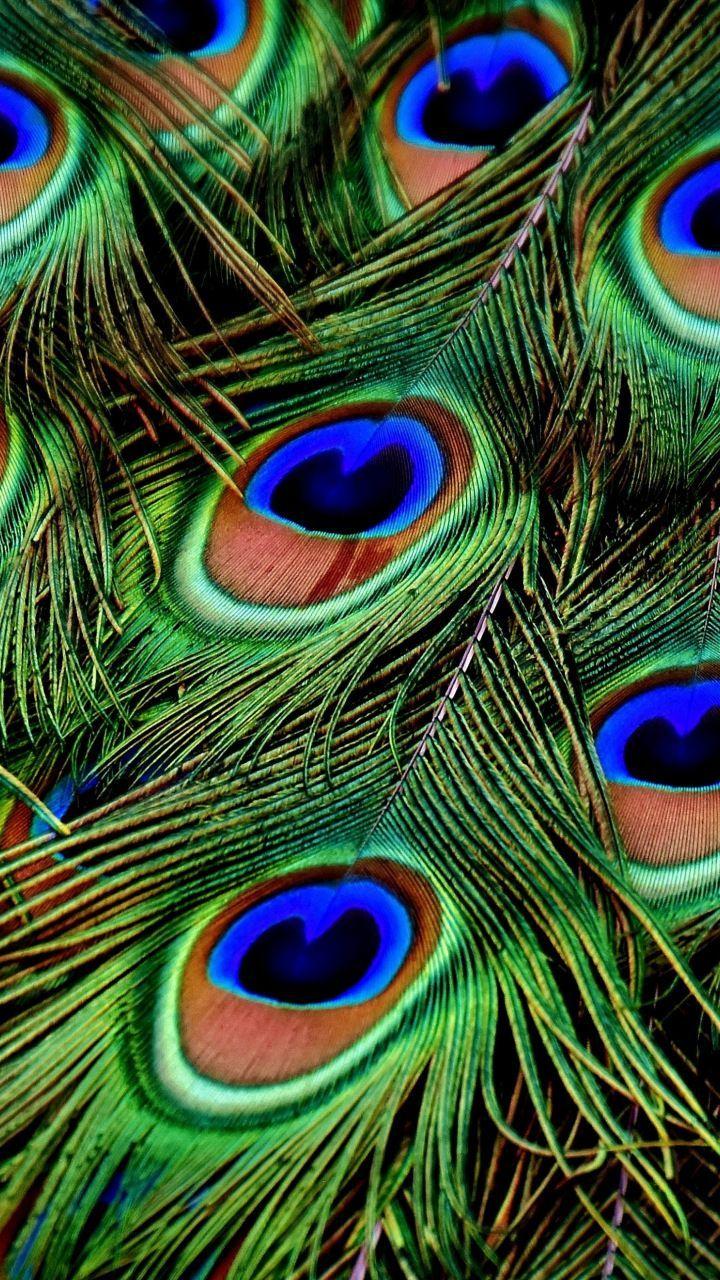 720x1280 Peacock Feather HD Wallpaper Download .