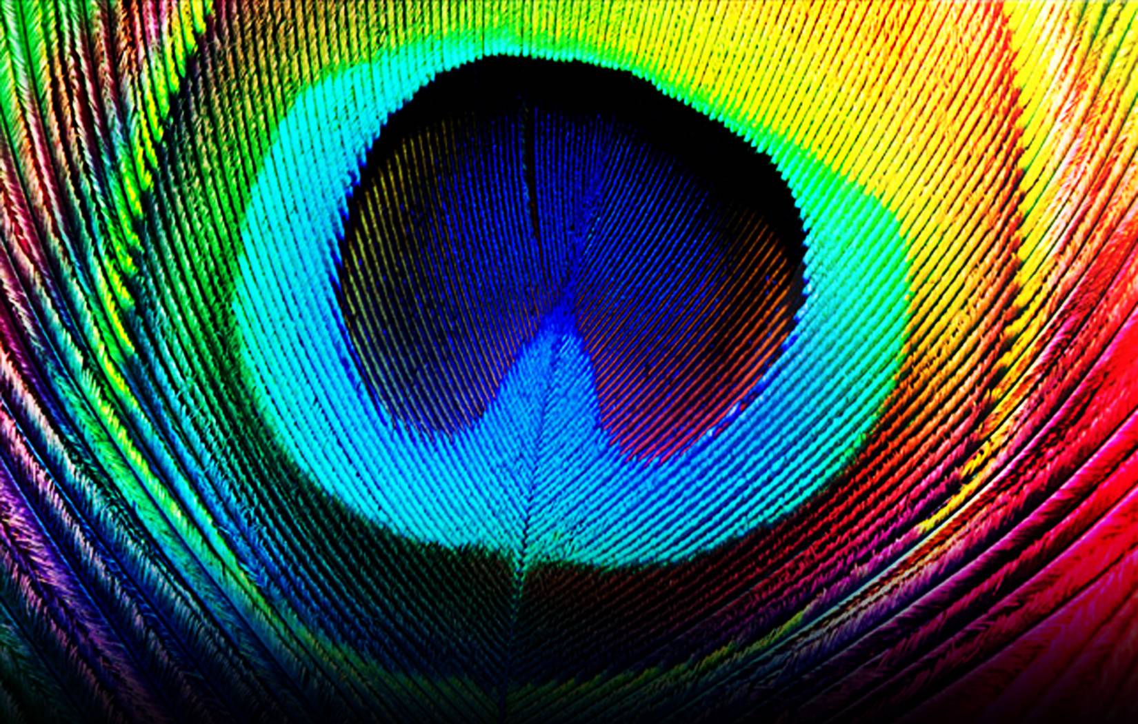 1650x1050 Wallpaper Of Peacock Feather .