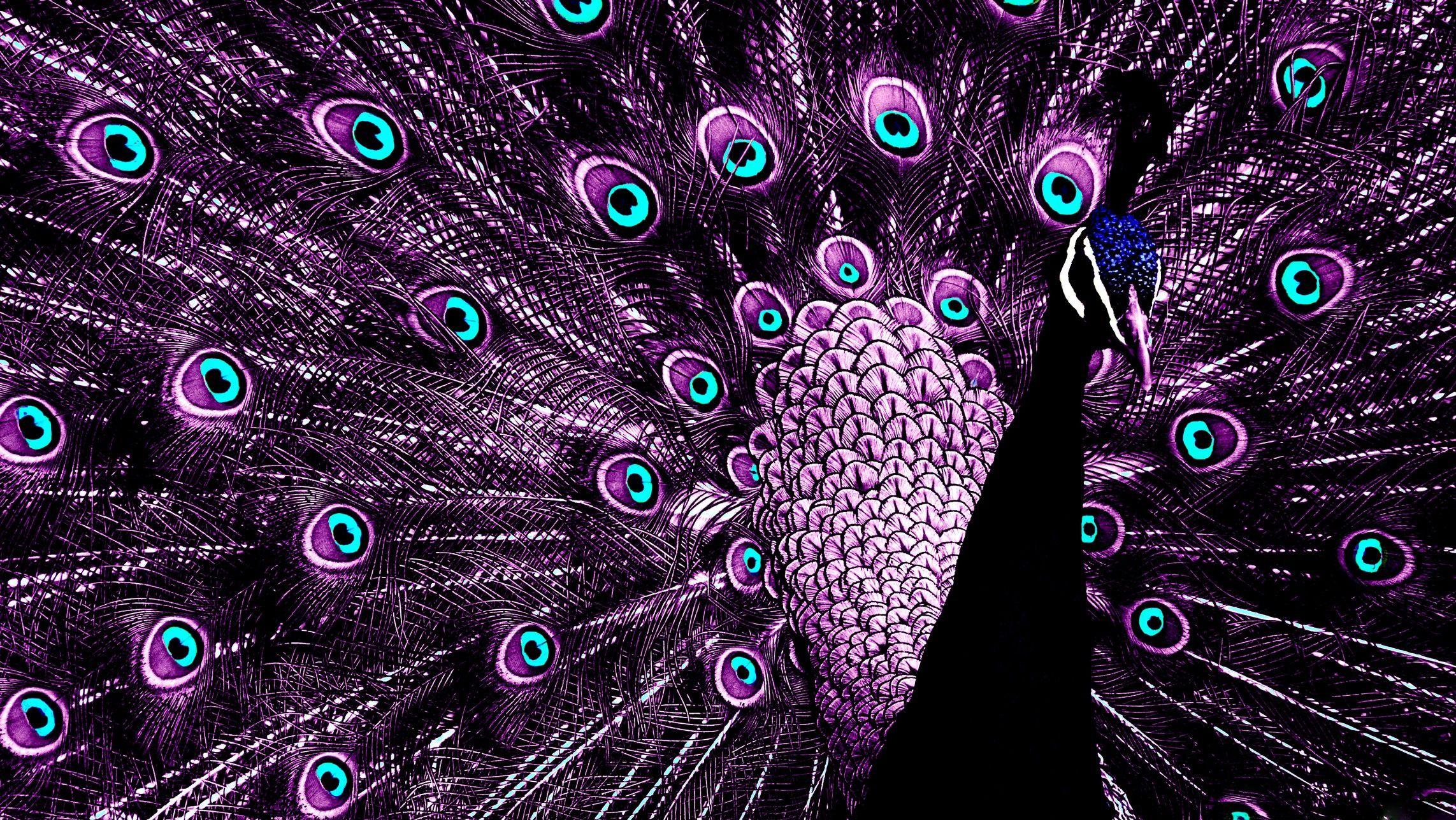 2285x1288 Peacock Wallpaper