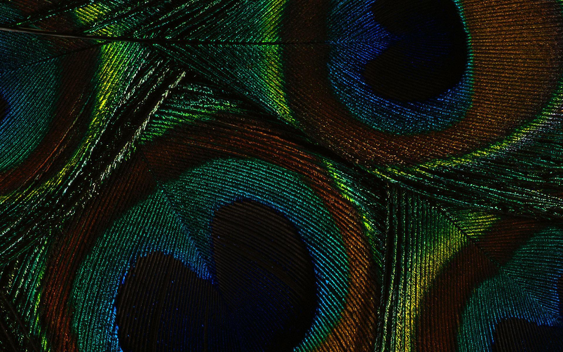 1920x1200 Peacock Wallpaper -
