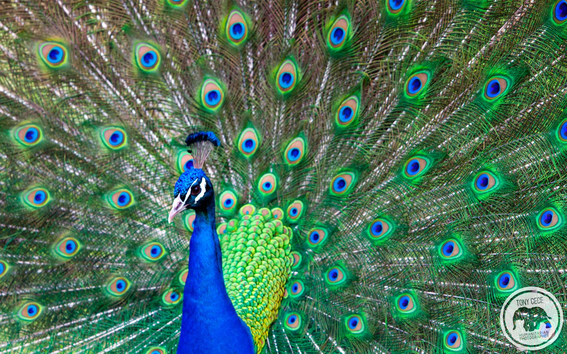 1920x1200 Peacock