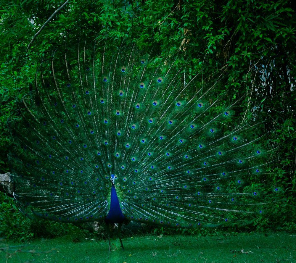 1000x889 Peacock Picture [HD]. Download .com