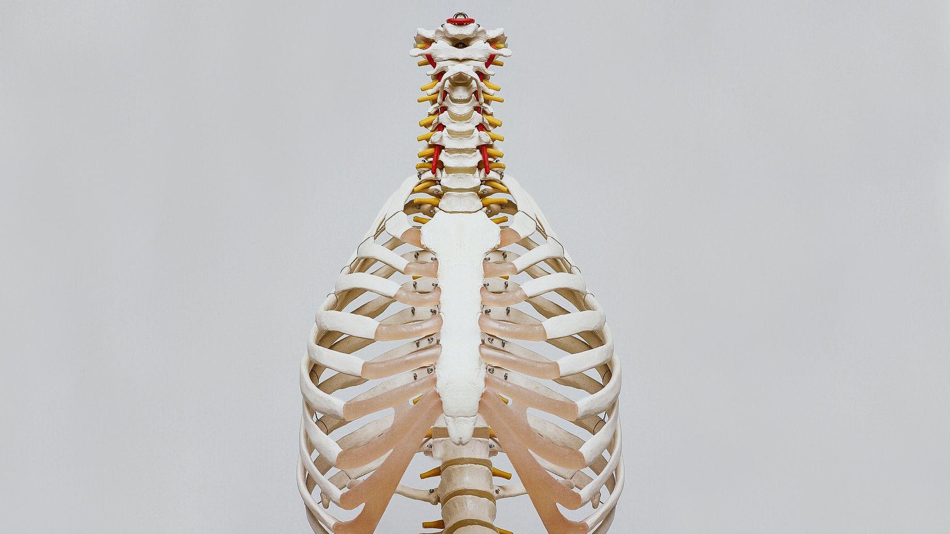 1920x1080 Anatomy Of Lungs HD Medical Art .hdwallpaper.in