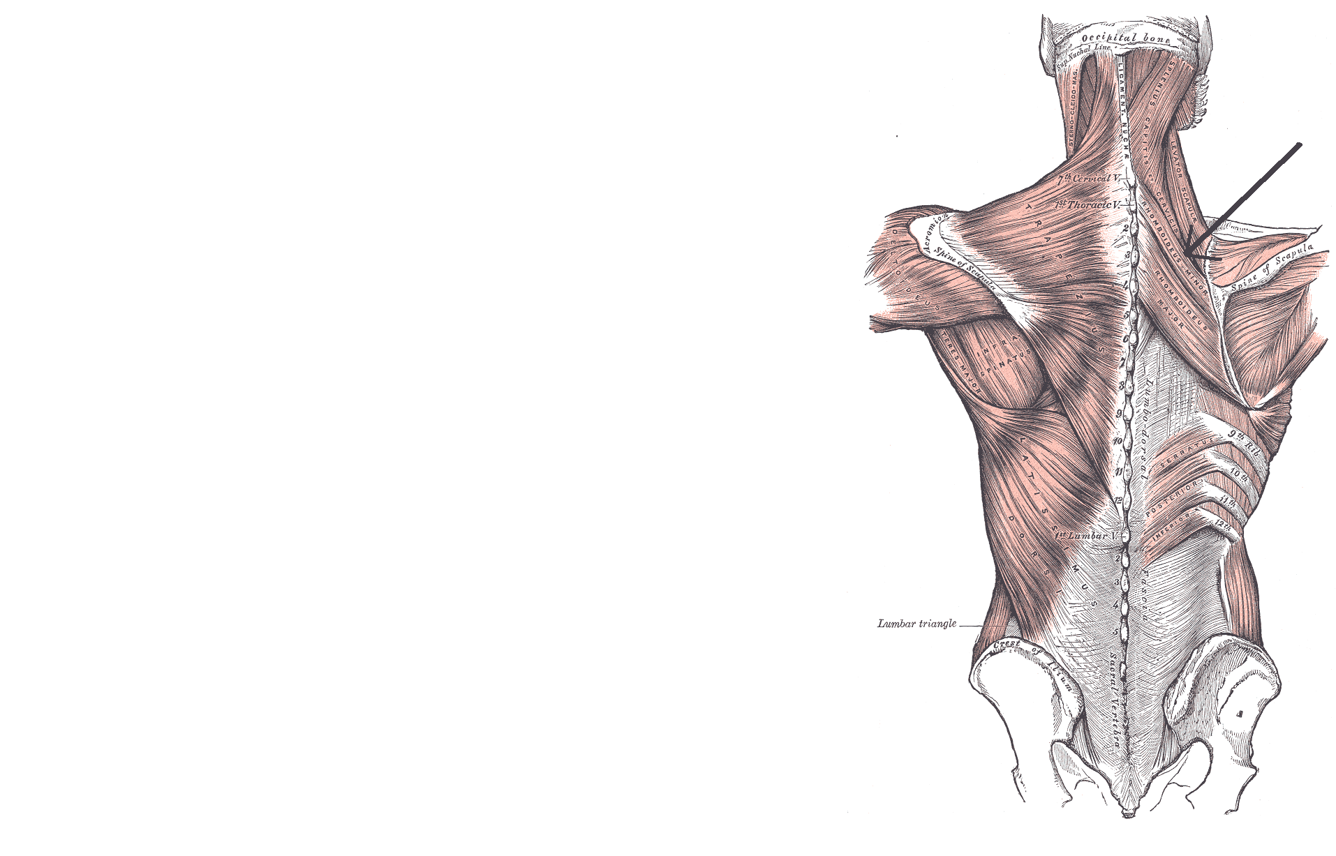 1914x1227 Medical Desktop Wallpaper