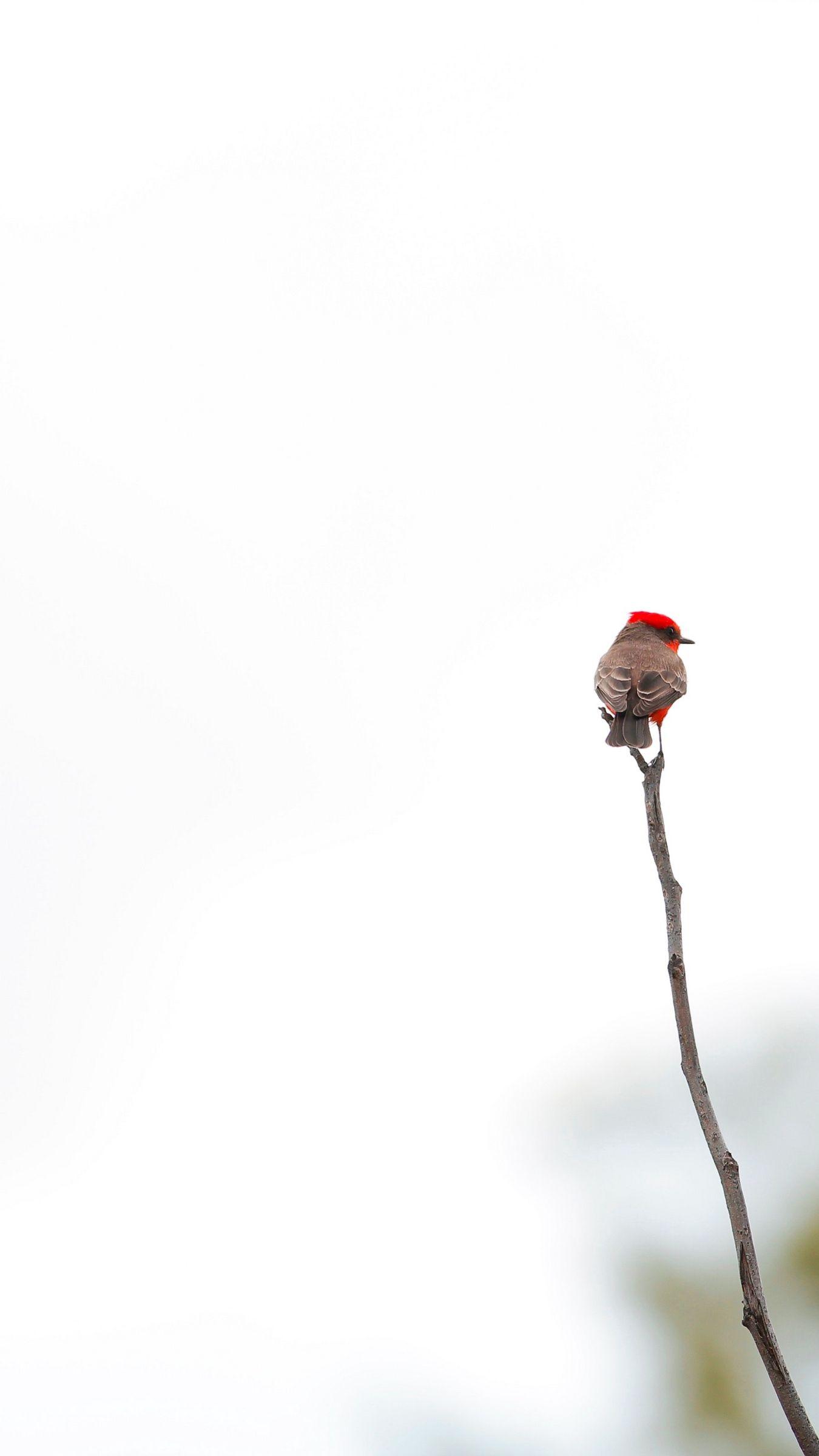 1350x2400 Wallpaper Bird, Branch, Minimalism .