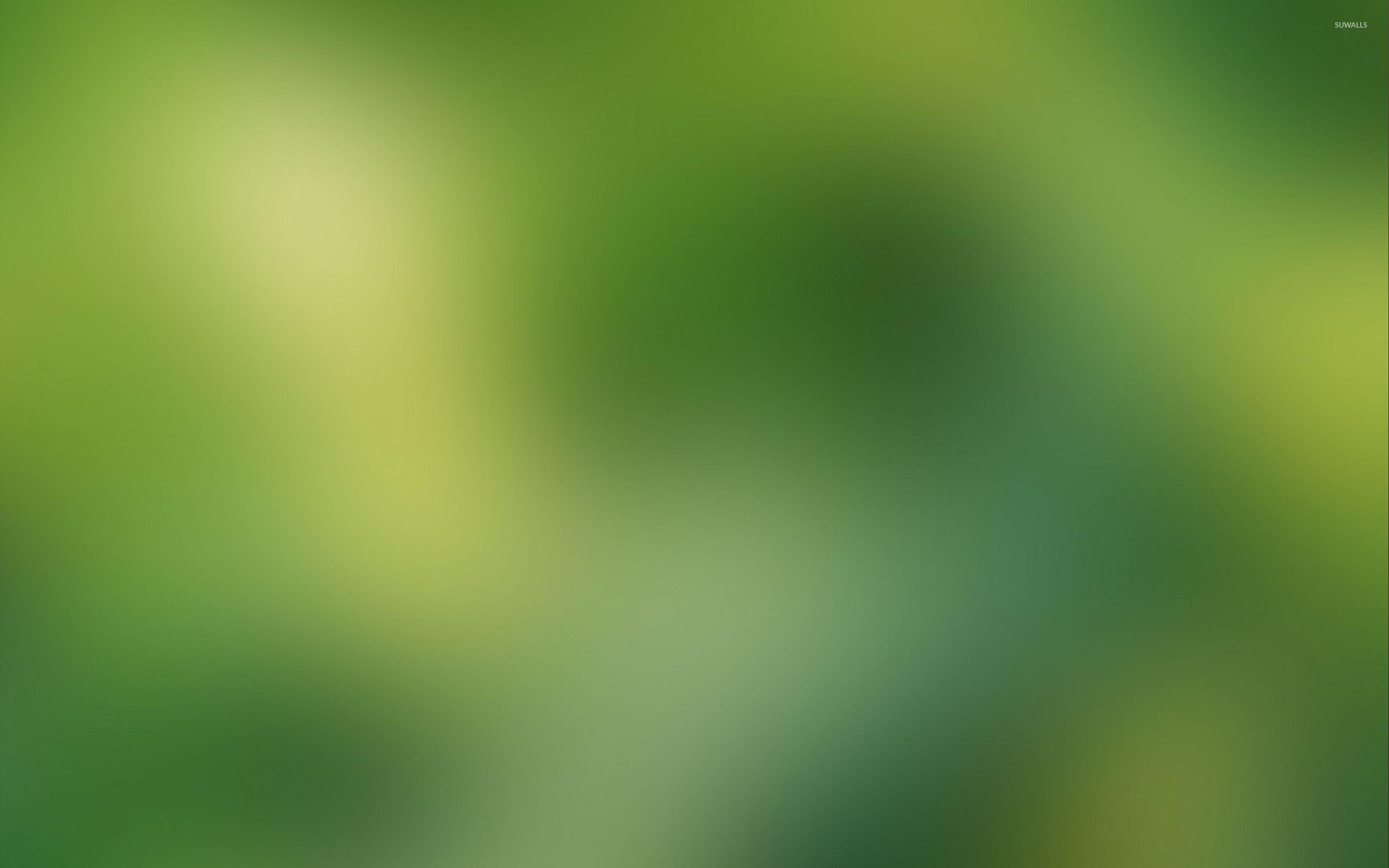 2560x1600 Milky Green Blurred Background .