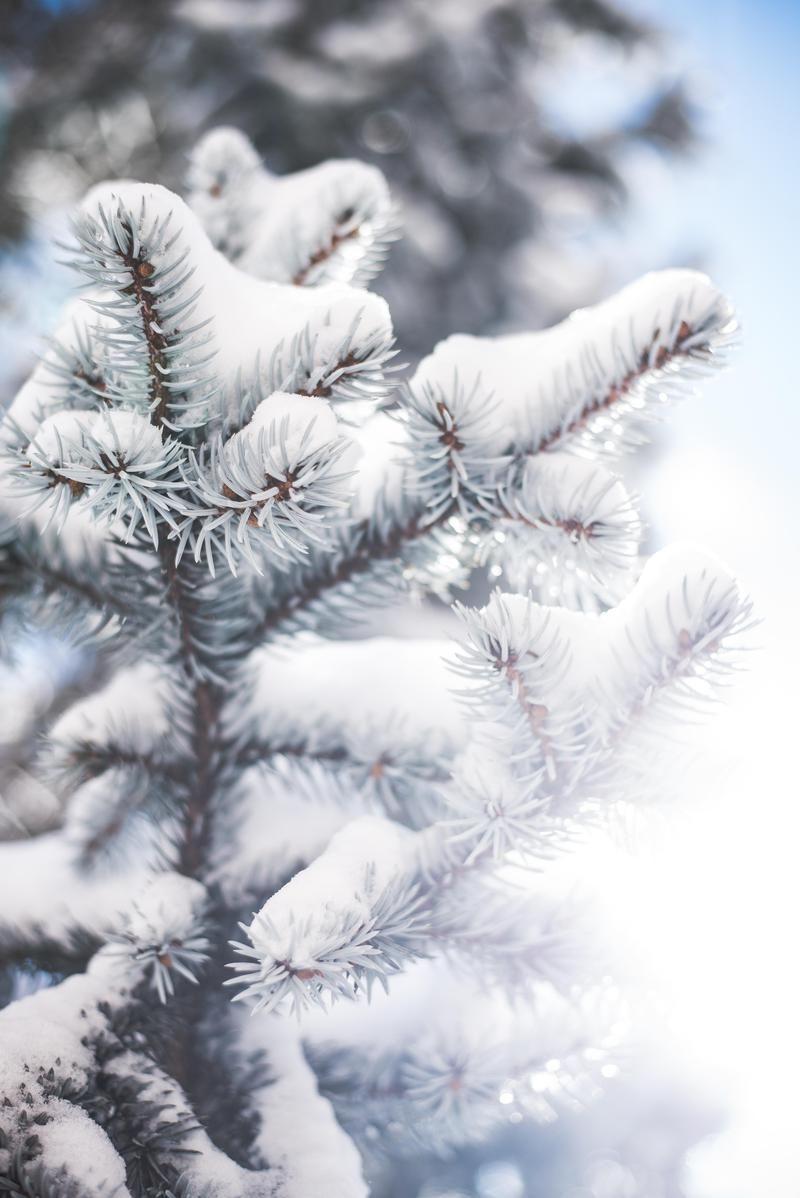 800x1198 Wallpaper Day. needles, winter, snow .com