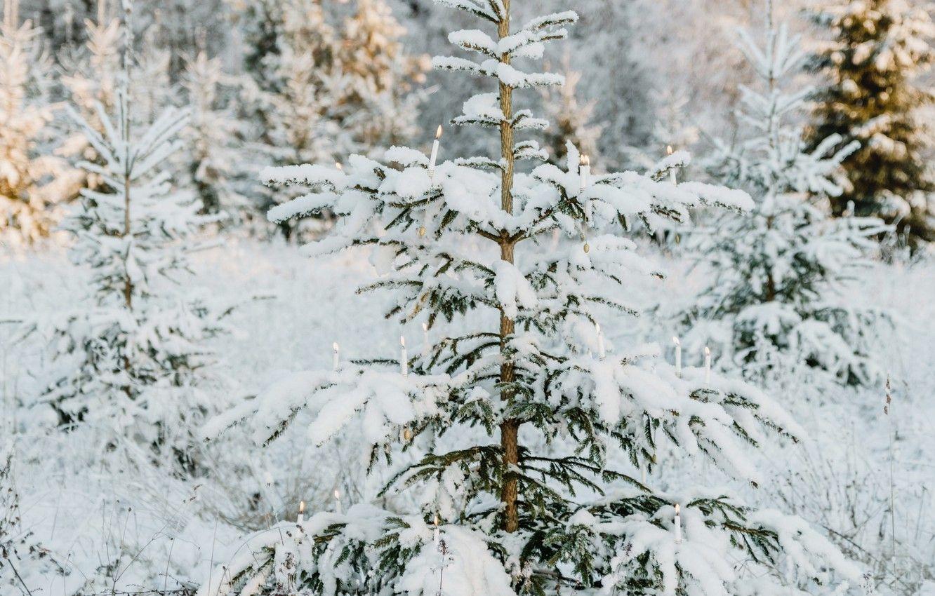 1332x850 Wallpaper lights, trees, nature, winter .