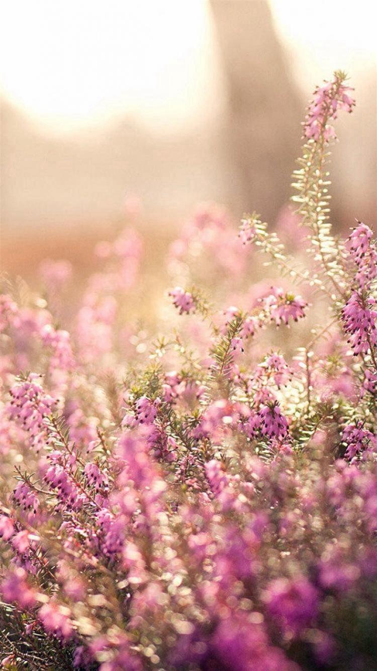 750x1334 Nature Spring Bloomy Flowers Blurry iPhone 8 Wallpaper Free Download