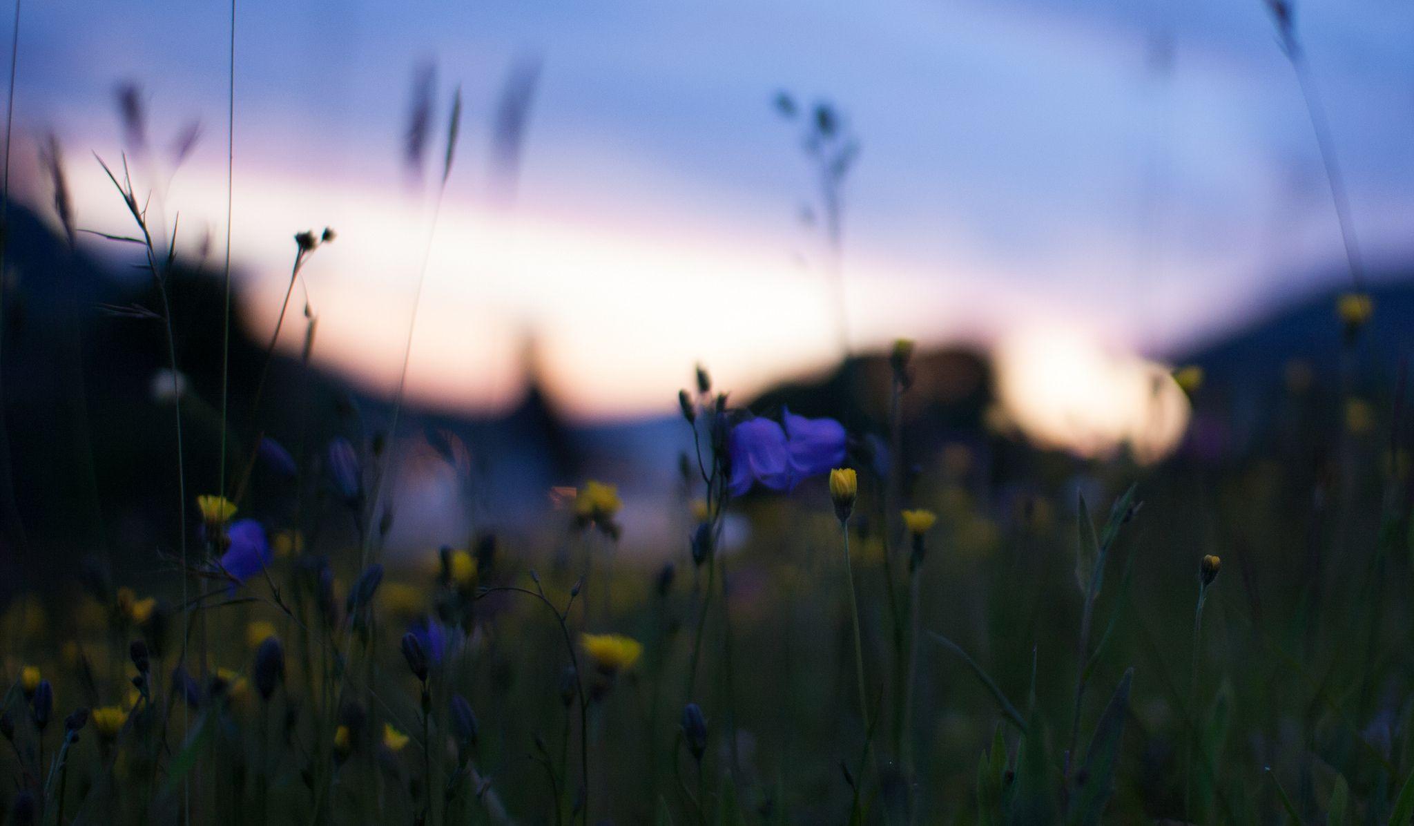 2048x1196 field, Yellow, Blue, Flowers, Macro .