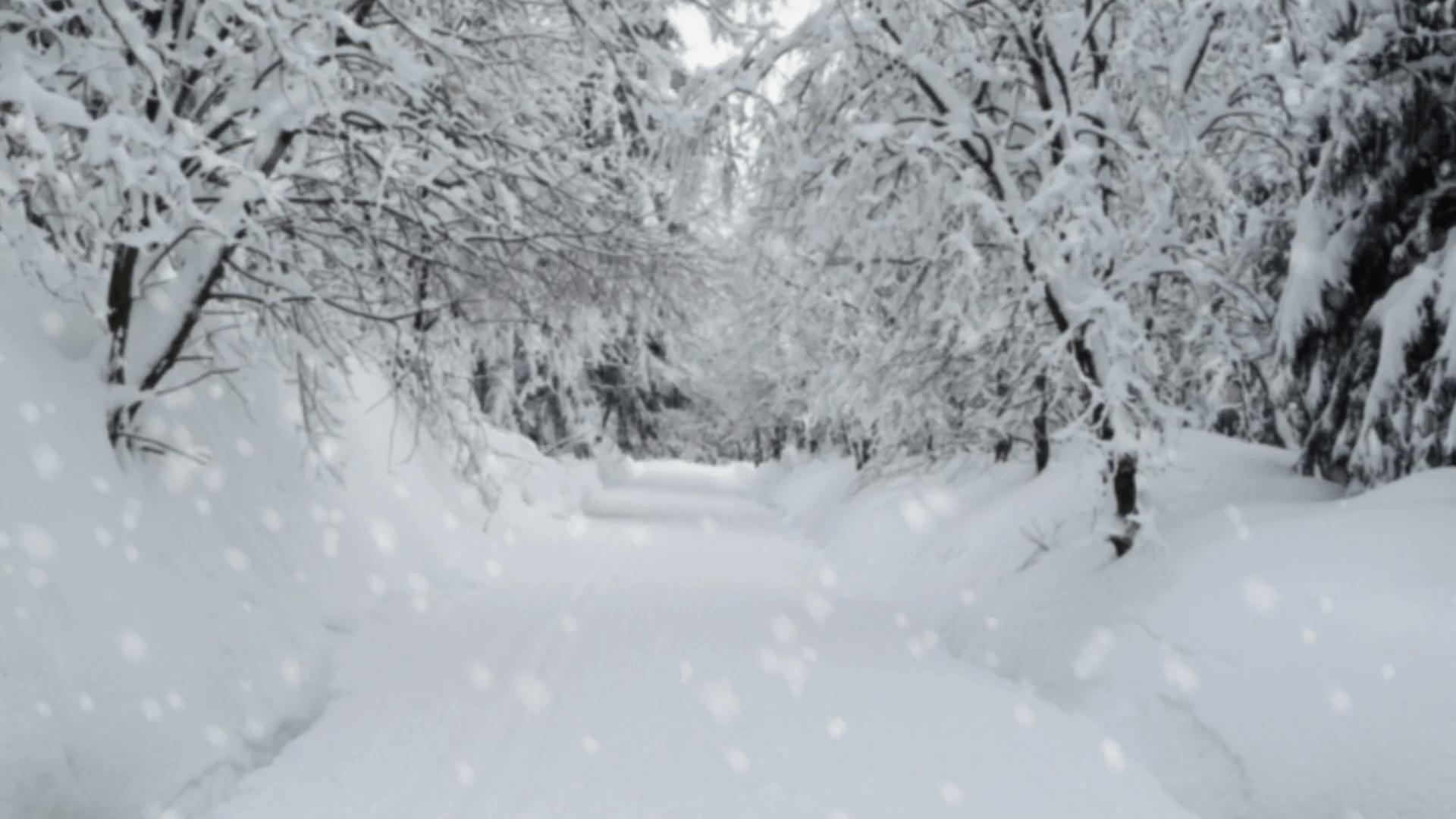 1920x1080 Blurred background forest snow winter .