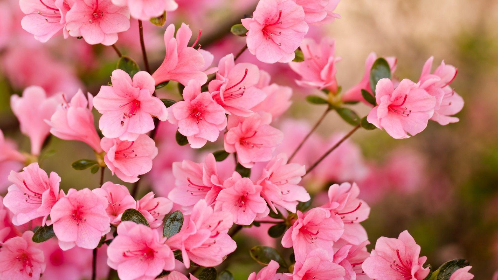 1920x1080 Summer Pink Spring Flowers Utopia .
