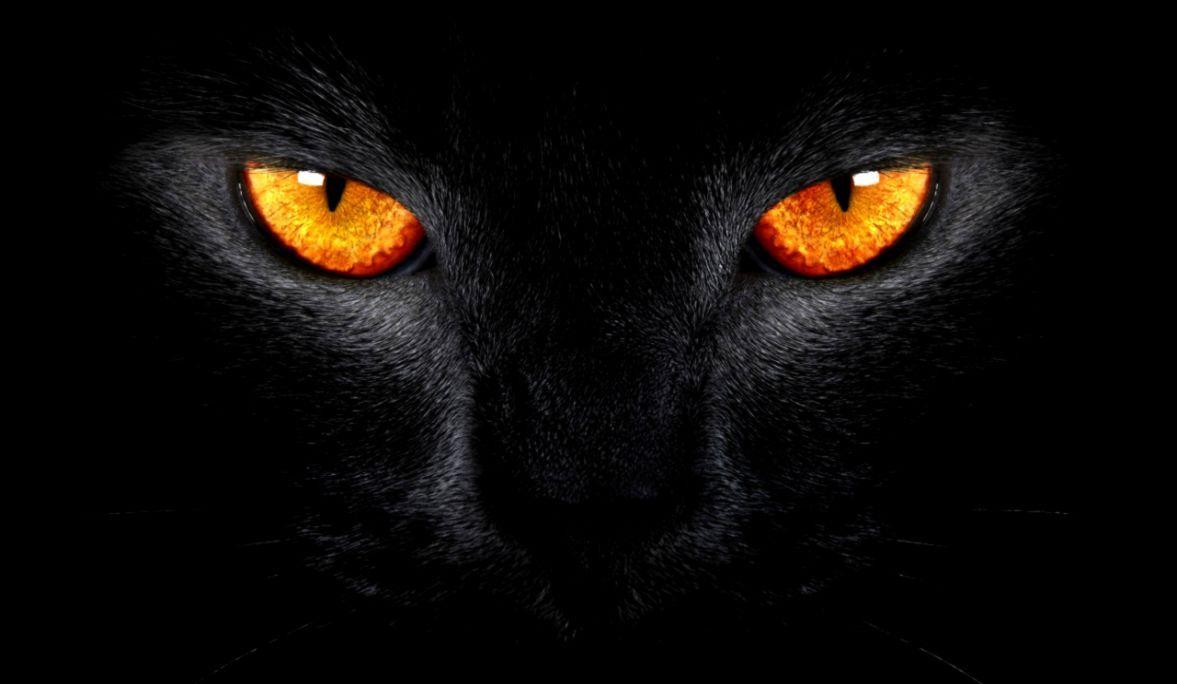 1177x684 Wallpaper Black Cat Scary Yellow Eyes .itl.cat