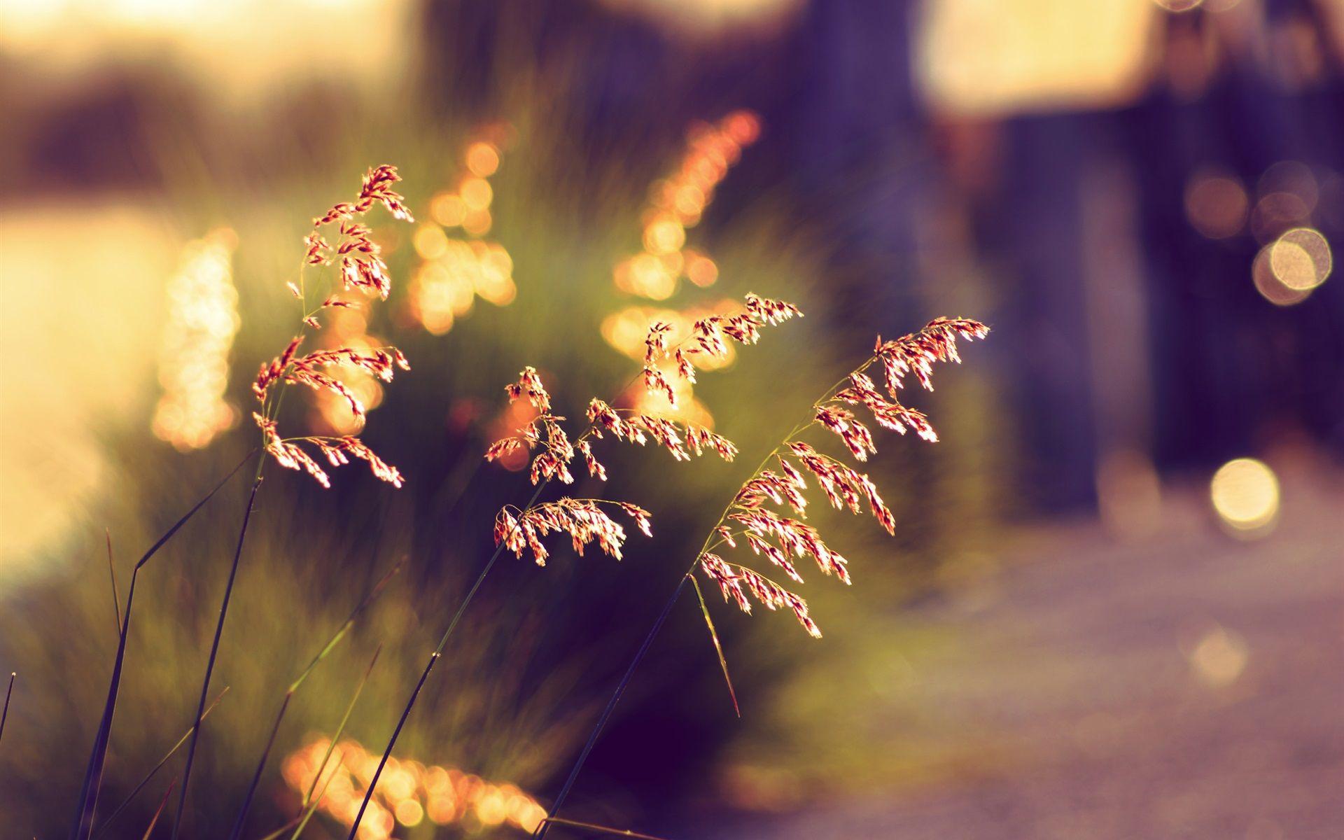 1920x1200 Sunset, Blurry Background 1920x1200 HD .best