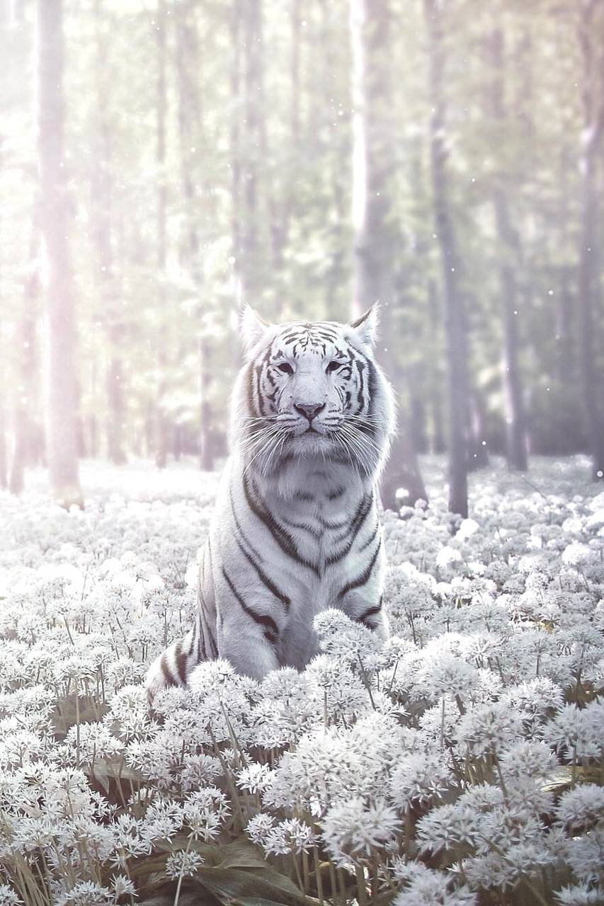 853x1280 White Tiger wallpaper by RappinDuke .