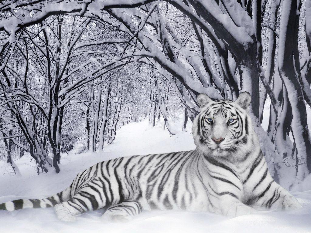 1024x768 White Tiger In Snow .