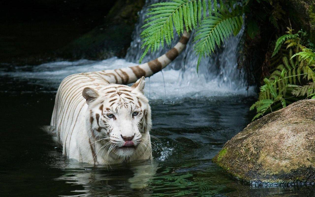 1280x800 White Tiger Beautiful Wallpaper In Jpg .all Free
