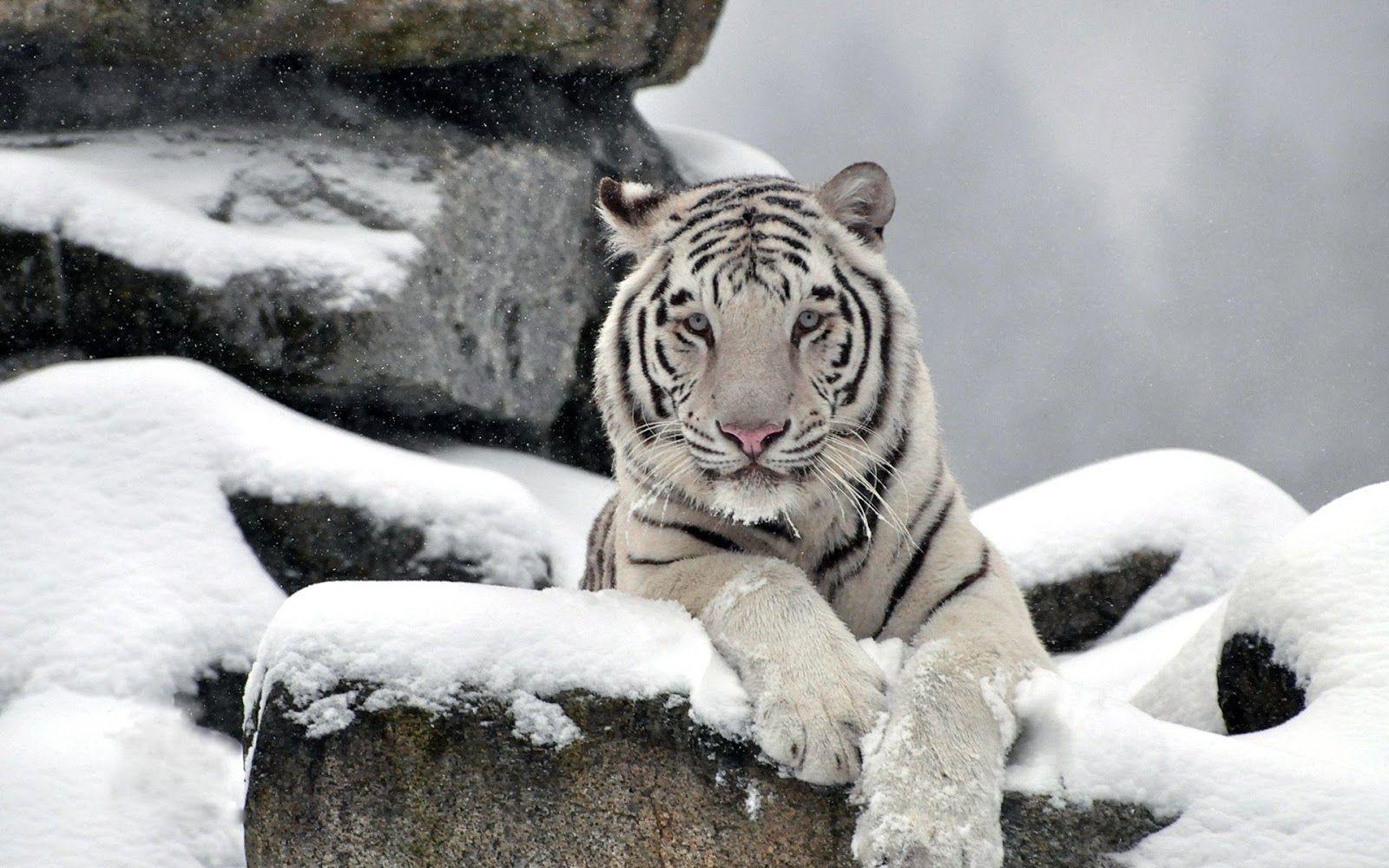 1600x1000 White Tiger Wallpaper HD .