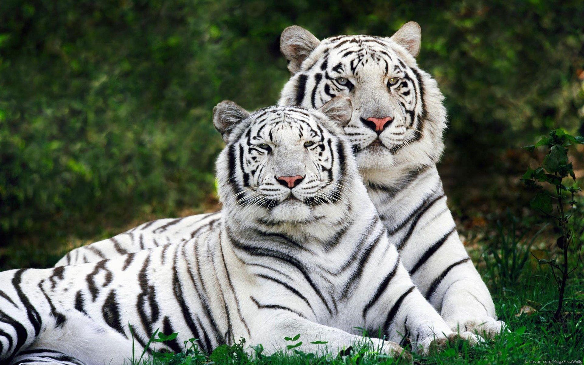1920x1200 White Tigers Wallpaper HD .