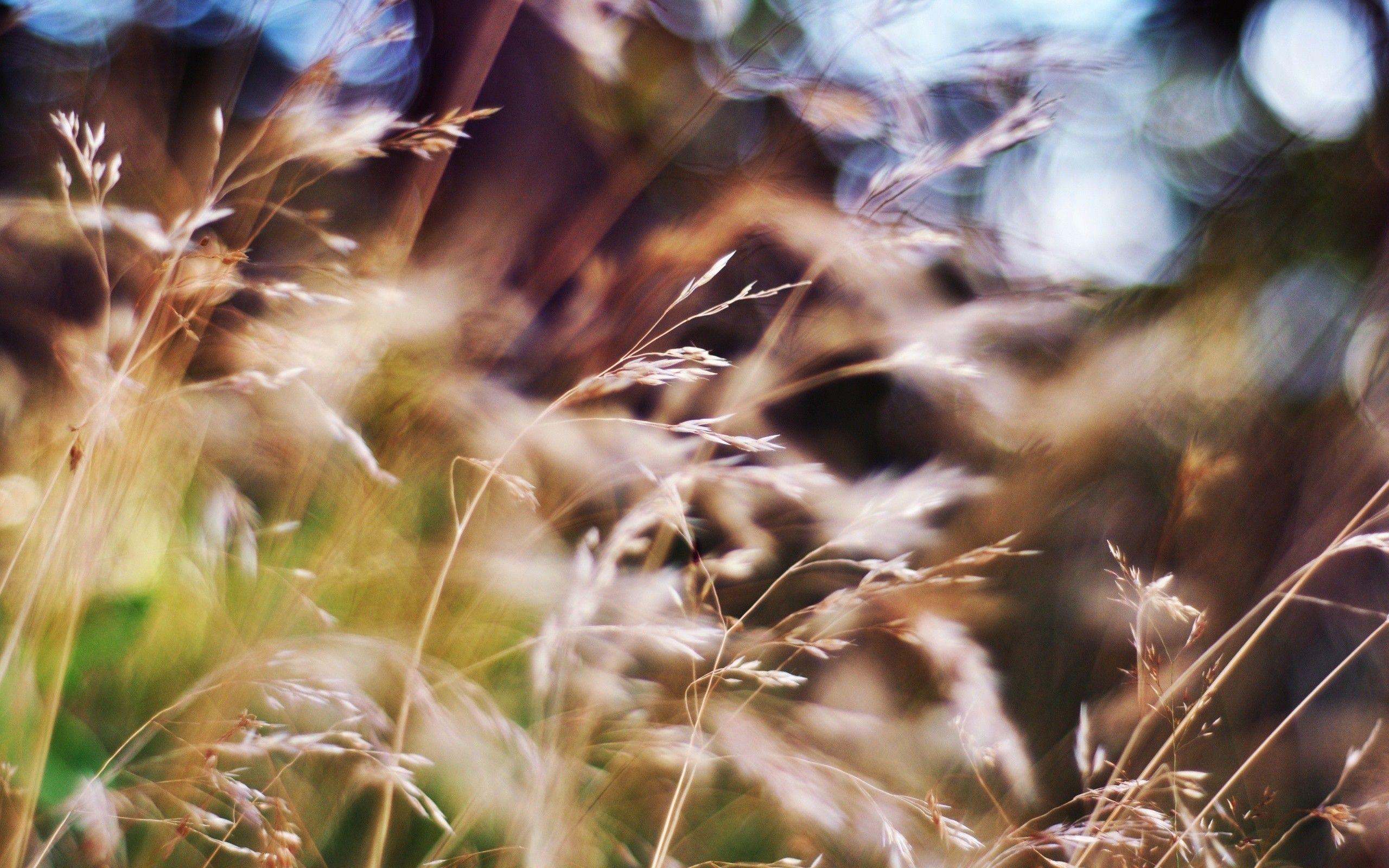 2560x1600 Blurred summer grass -