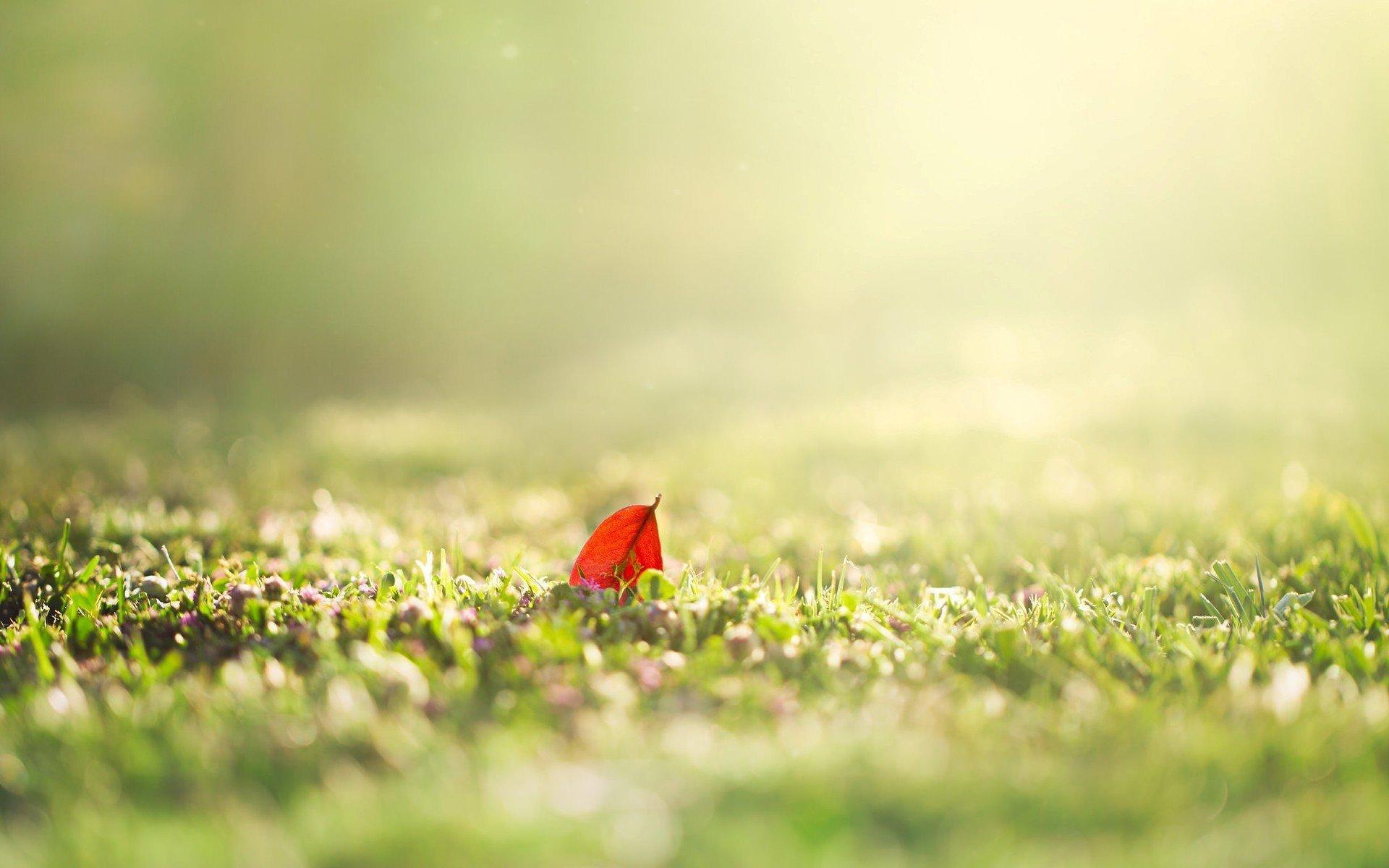 1920x1200 Nature Blur