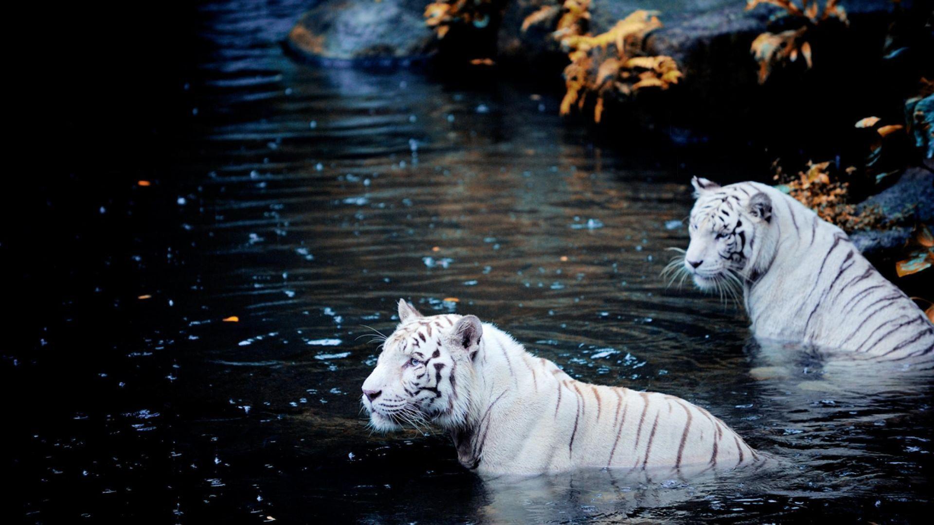 1920x1080 White Tiger Wallpaper