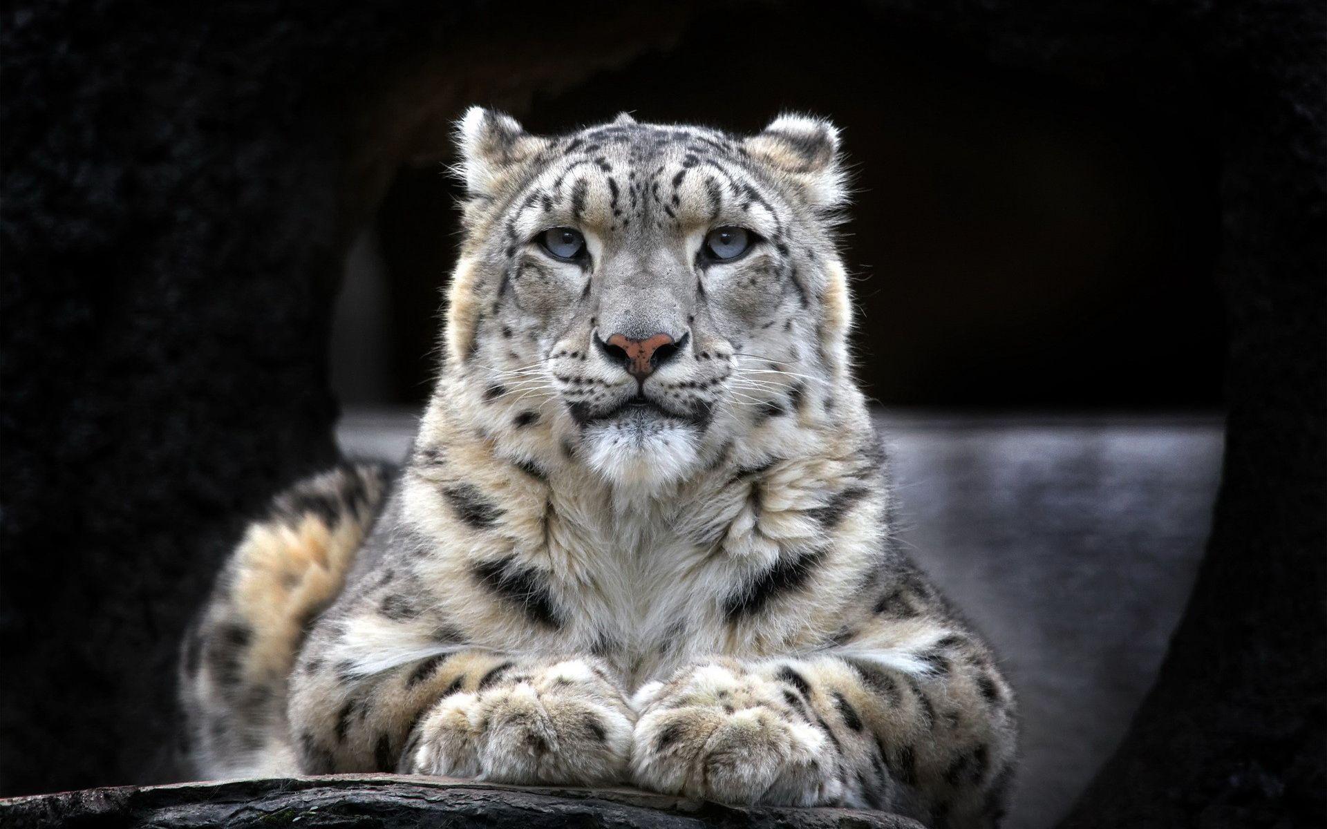 1920x1200 Beautiful White Tiger Wallpaper .
