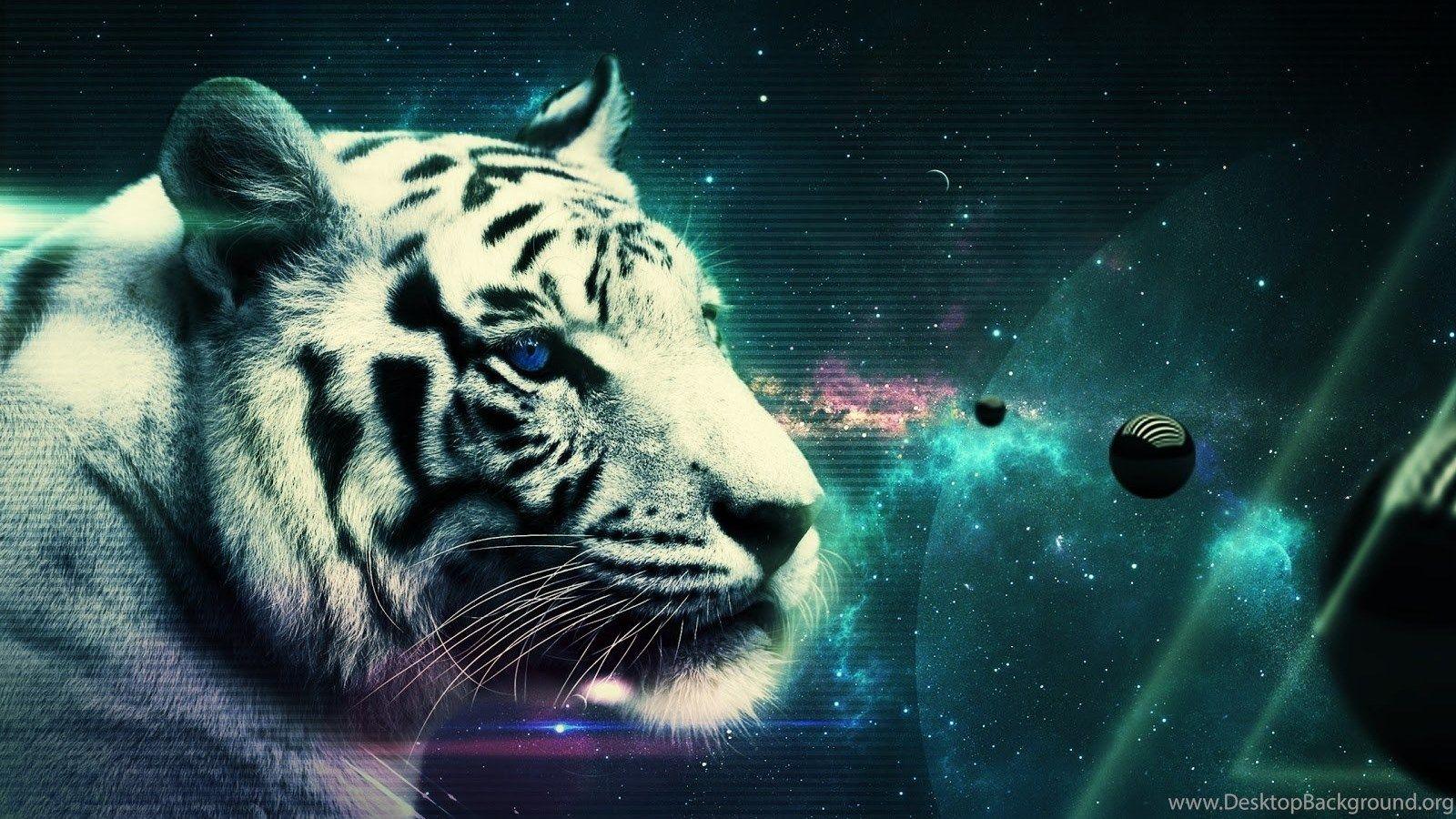 1600x900 White Tiger, beautiful Tiger, hd Tiger .