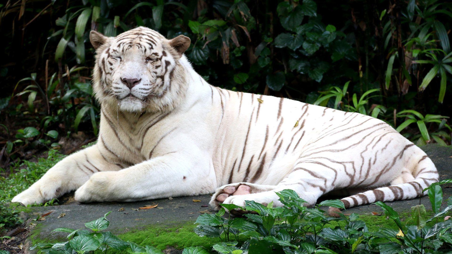 1920x1080 Beautiful white tiger wallpaper